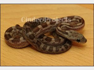 HATCHLING