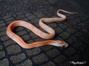 HATCHLING