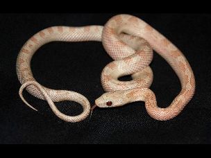 HATCHLING