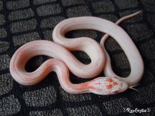 HATCHLING
