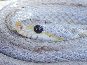 EYE