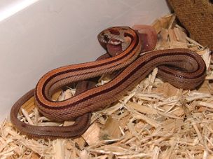 HATCHLING