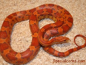 ADULT