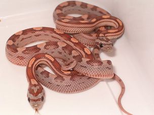 HATCHLING