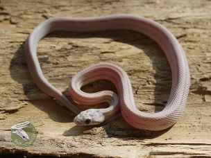 HATCHLING