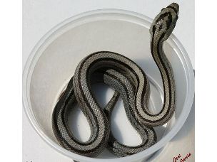 HATCHLING