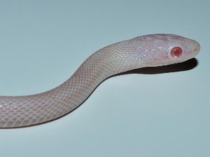 EYE