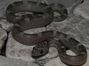 HATCHLING