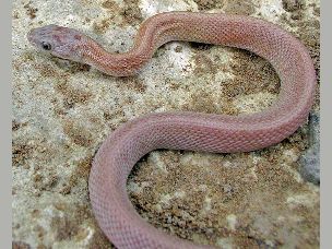 HATCHLING