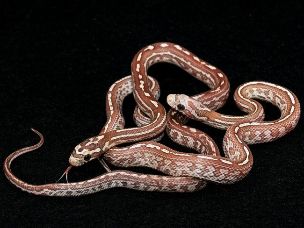 HATCHLING