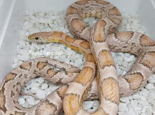 ADULT