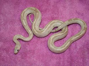 HATCHLING