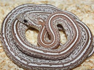 HATCHLING
