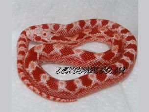 HATCHLING