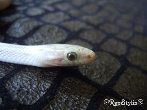 EYE