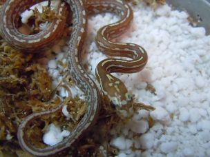 HATCHLING