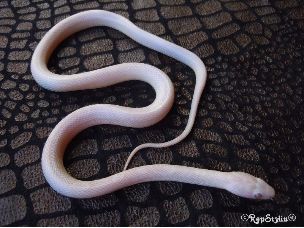 HATCHLING