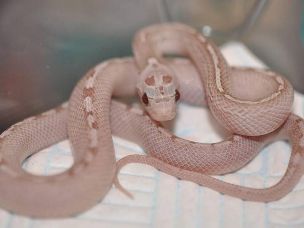HATCHLING