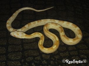 HATCHLING
