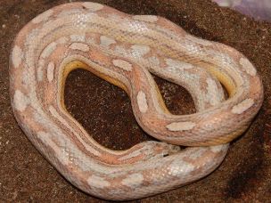 ADULT