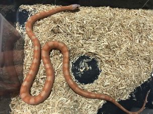 HATCHLING