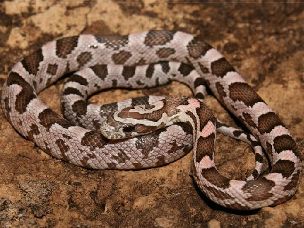 HATCHLING