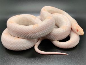 ADULT