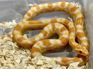 HATCHLING