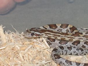 HATCHLING