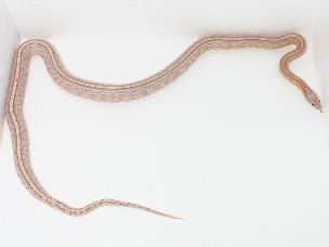 ADULT