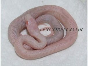 HATCHLING