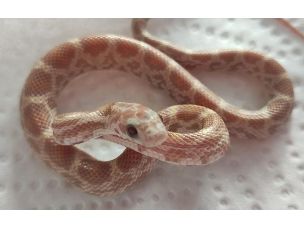 HATCHLING