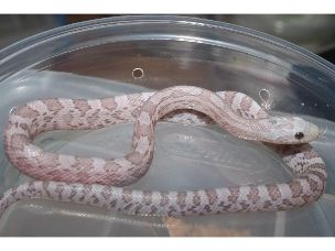 HATCHLING