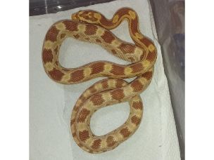 HATCHLING