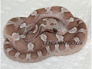 HATCHLING