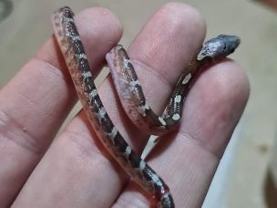 HATCHLING