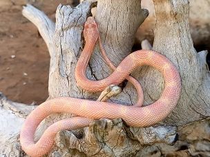 HATCHLING