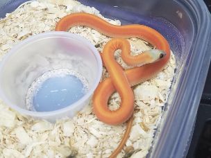 HATCHLING