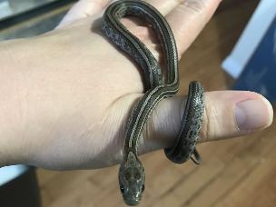 HATCHLING
