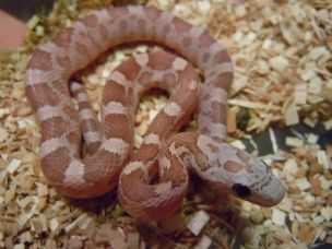 HATCHLING