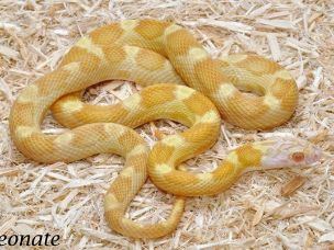 HATCHLING