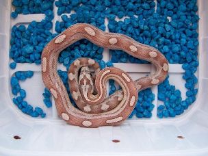 HATCHLING