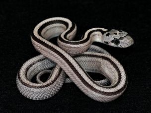HATCHLING