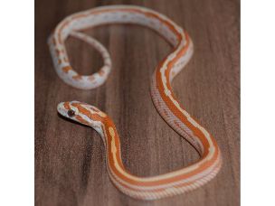 HATCHLING