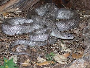 ADULT