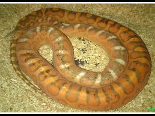 ADULT