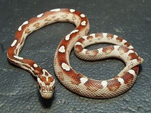 HATCHLING