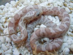 HATCHLING