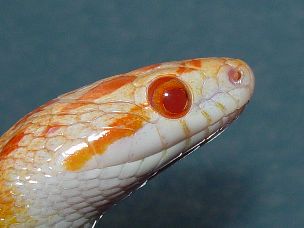 EYE