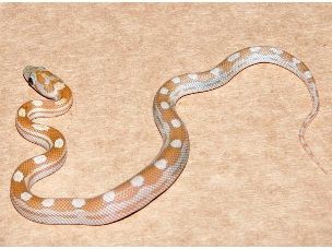 HATCHLING
